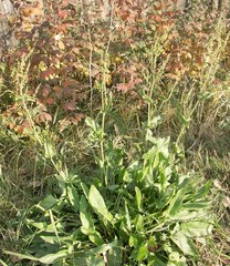 Rumex arifolius