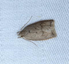 Scythropiodes