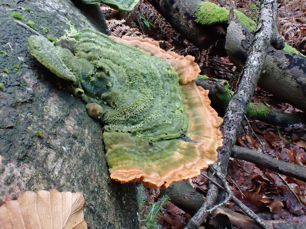 Trametes hirsuta · December 2025 · photo: © anita712 (iNaturalist, cc0)