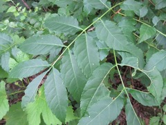 Picrasma quassioides