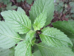 Chrysolina aurichalcea