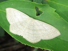 Scopula floslactata