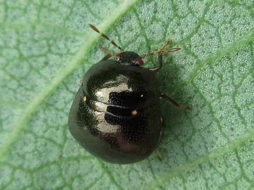 Coptosoma parvipictum · iNaturalist