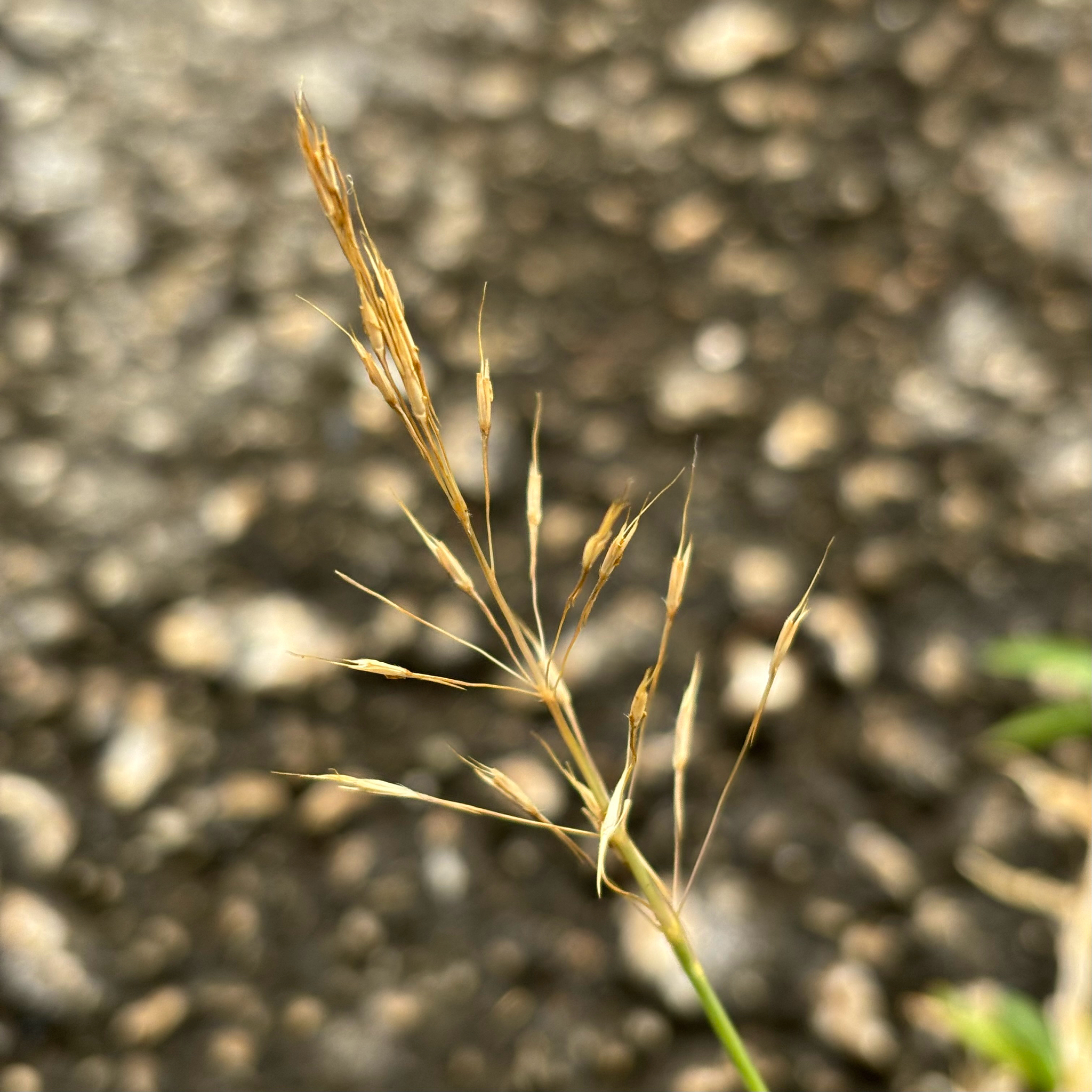 Mackie's Pest (Chrysopogon aciculatus)