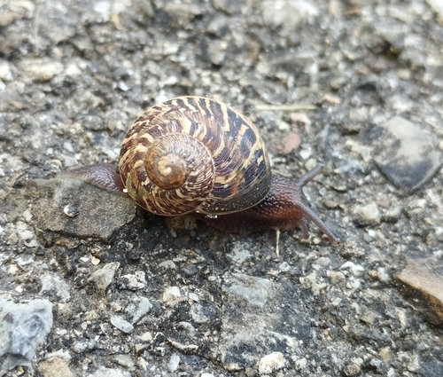 Cornu aspersum