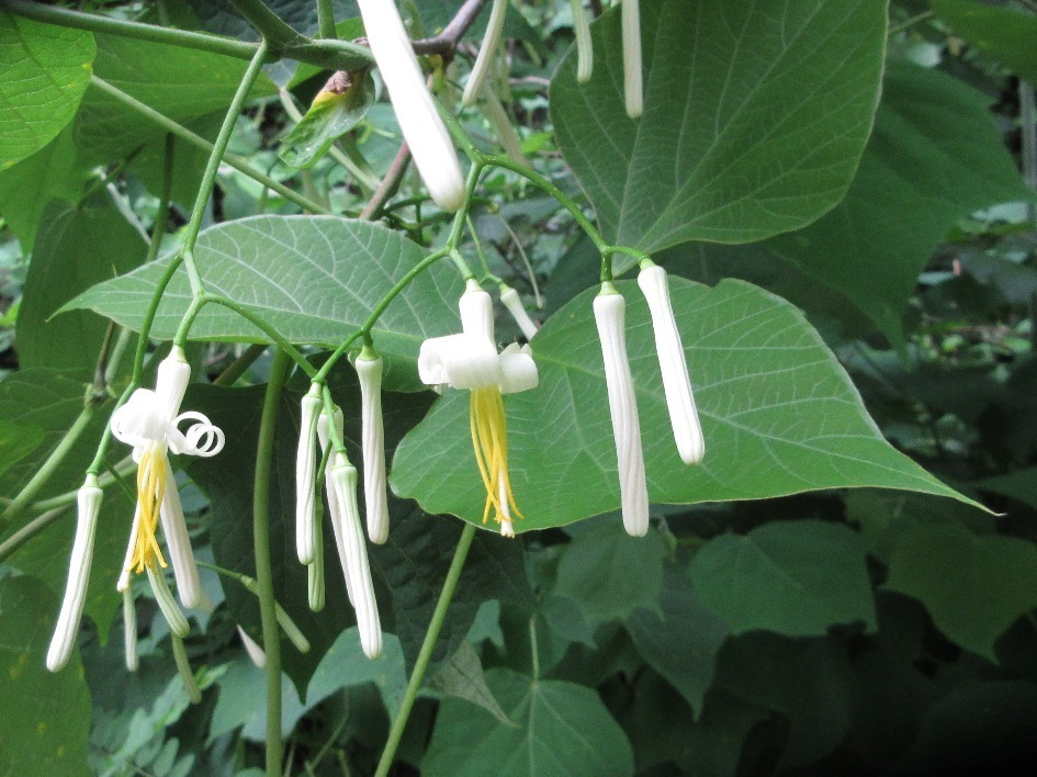 박쥐나무 from 망경산 on 2019년 06월 08일 (토) at 11:03 오전 by onidiras-iNaturalist · iNaturalist 박쥐나무 (Alangium... 