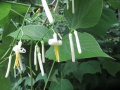 Alangium platanifolium