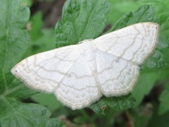 Scopula apicipunctata