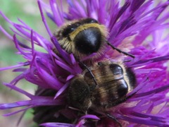 Lasiotrichius succinctus