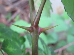 Zanthoxylum piperitum