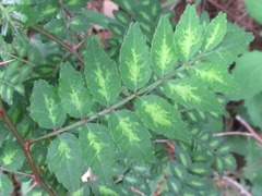 Zanthoxylum piperitum