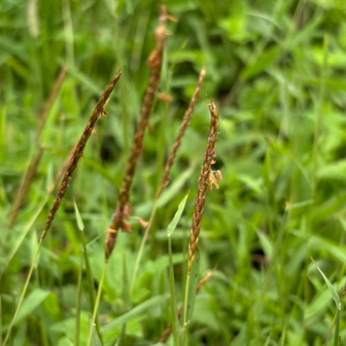 Java grass (Polytrias indica)