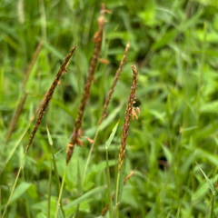 Polytrias indica (Polytrias indica)
