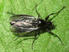 Bibio tenebrosus
