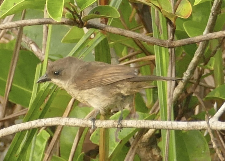 Red-shouldered Tanager (Tachyphonus phoenicius), photo 1