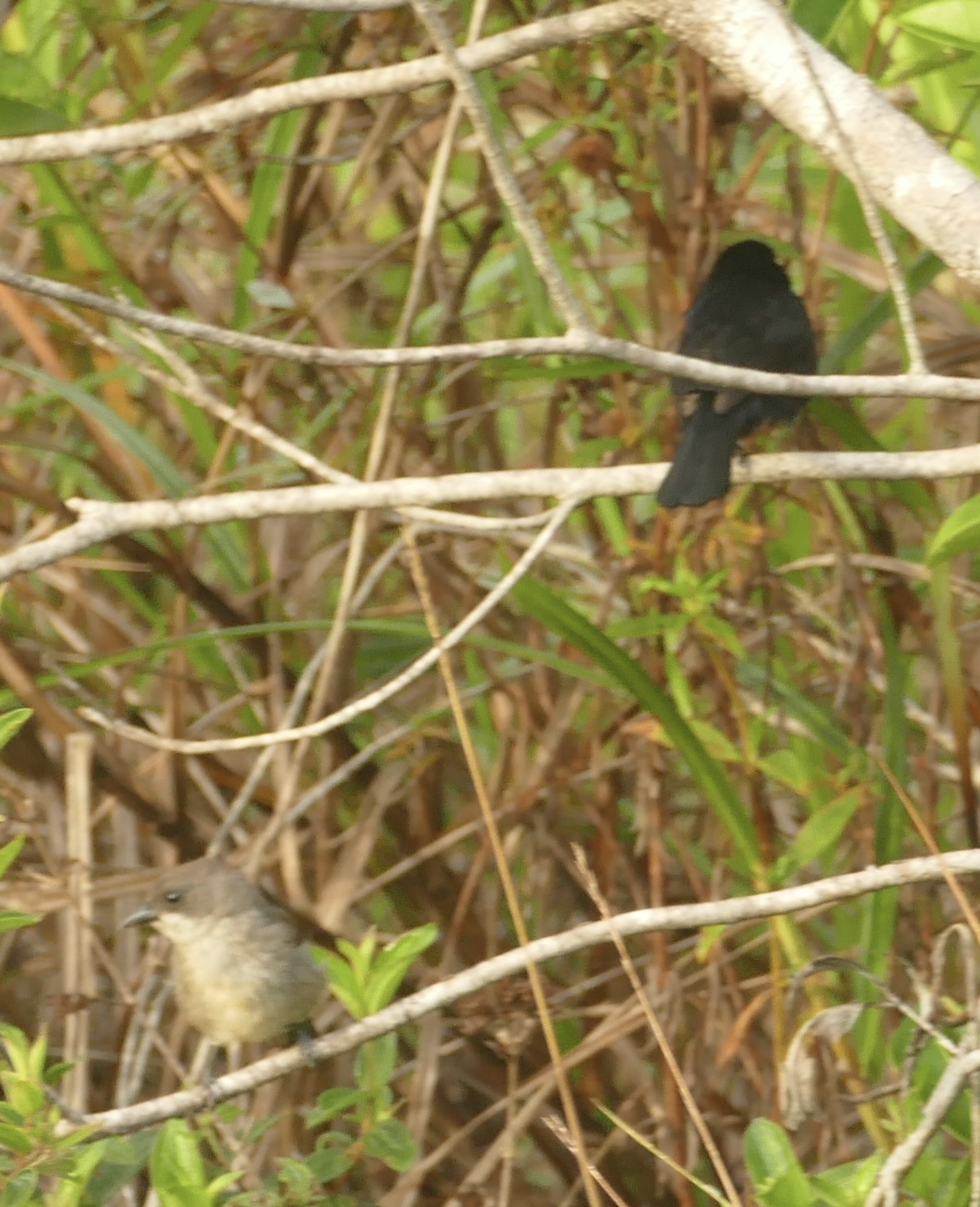 Red-shouldered Tanager (Tachyphonus phoenicius), photo 2