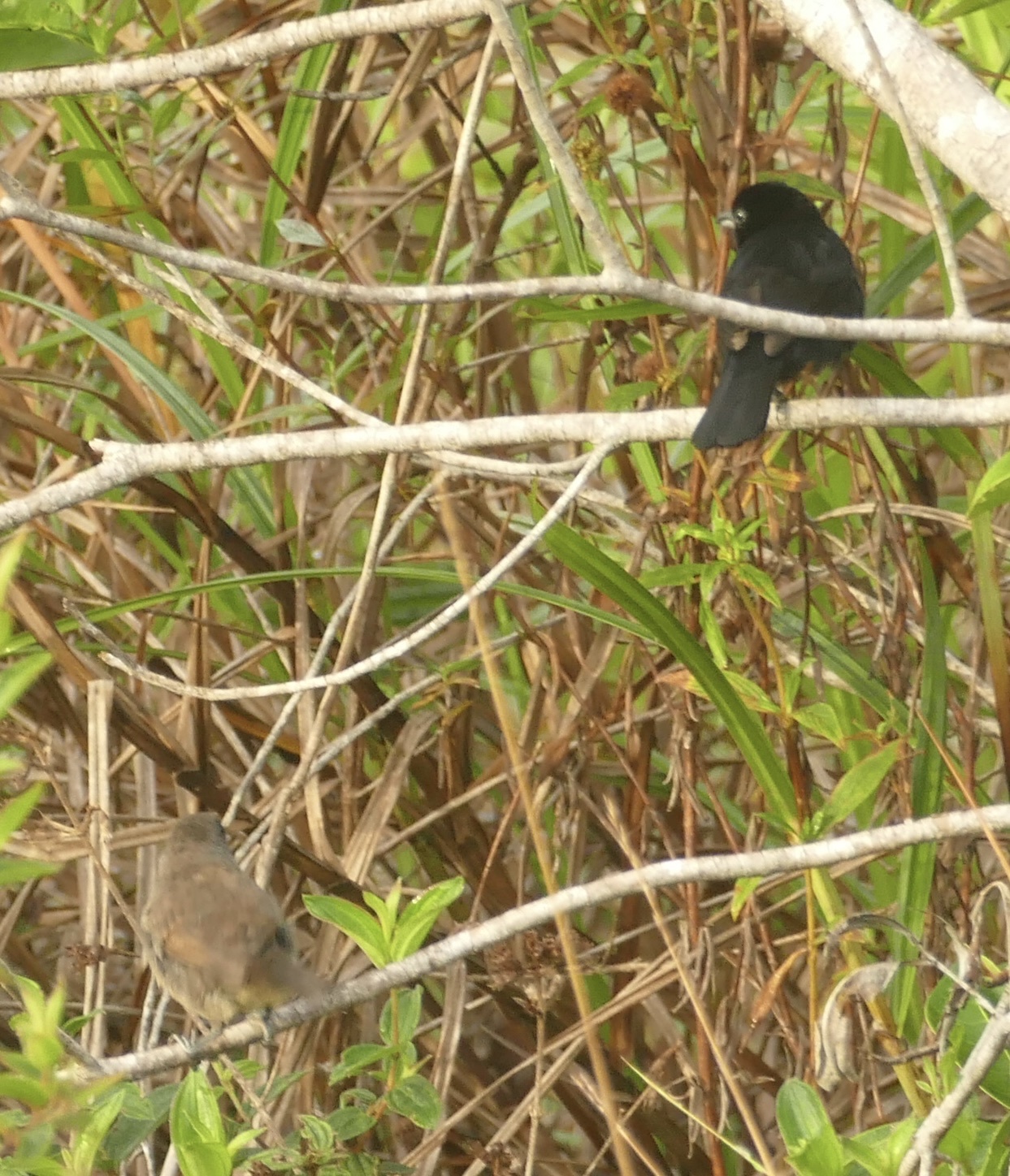 Red-shouldered Tanager (Tachyphonus phoenicius), photo 7