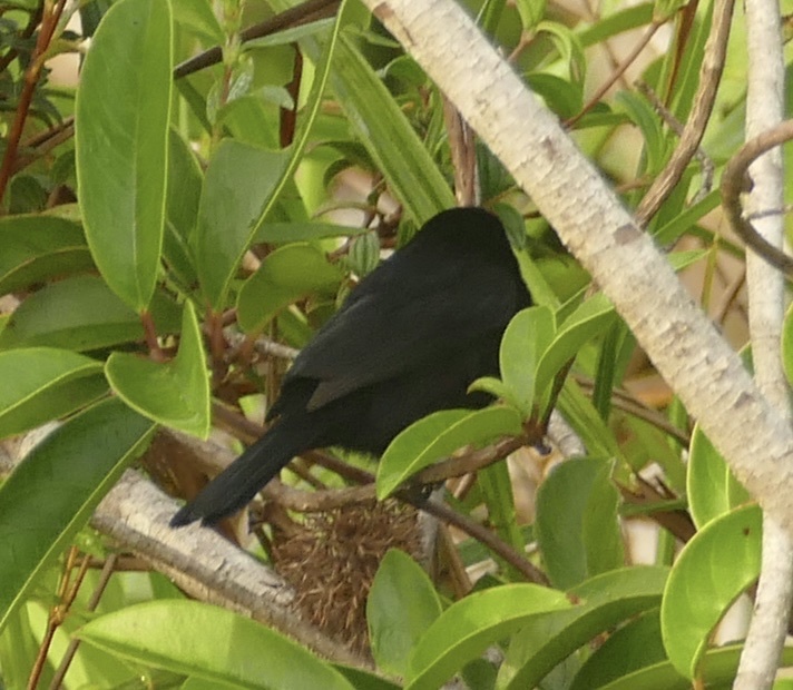 Red-shouldered Tanager (Tachyphonus phoenicius), photo 8
