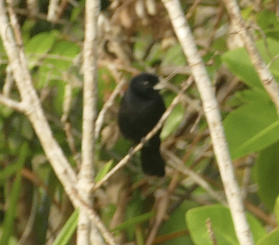 Red-shouldered Tanager (Tachyphonus phoenicius), photo 9