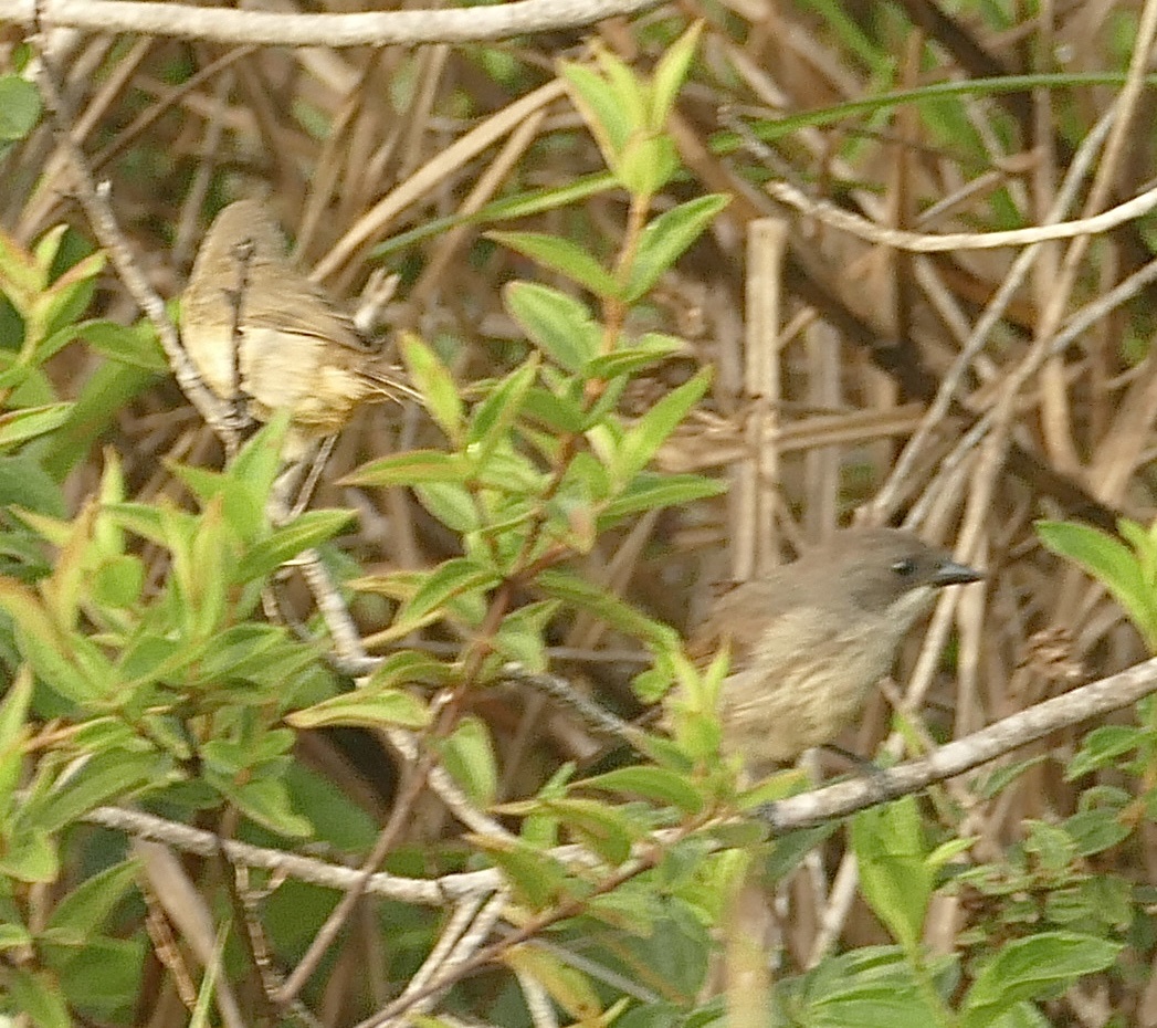 Red-shouldered Tanager (Tachyphonus phoenicius), photo 10