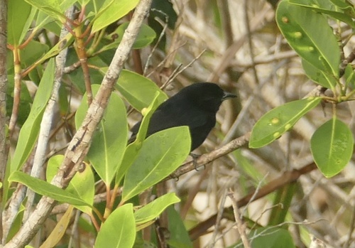 Red-shouldered Tanager (Tachyphonus phoenicius), photo 6
