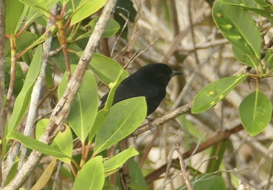 Red-shouldered Tanager (Tachyphonus phoenicius), photo 6