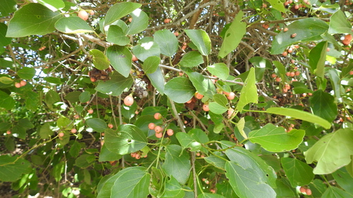 Cordia dichotoma observed 2020-02-18
