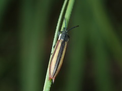 Eurispa vittata