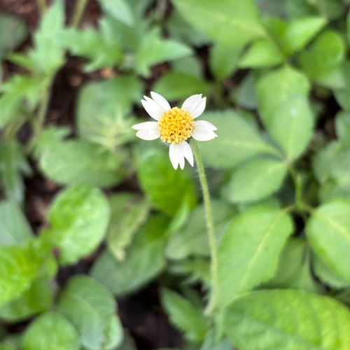 Tridax procumbens observed 2026-03-09