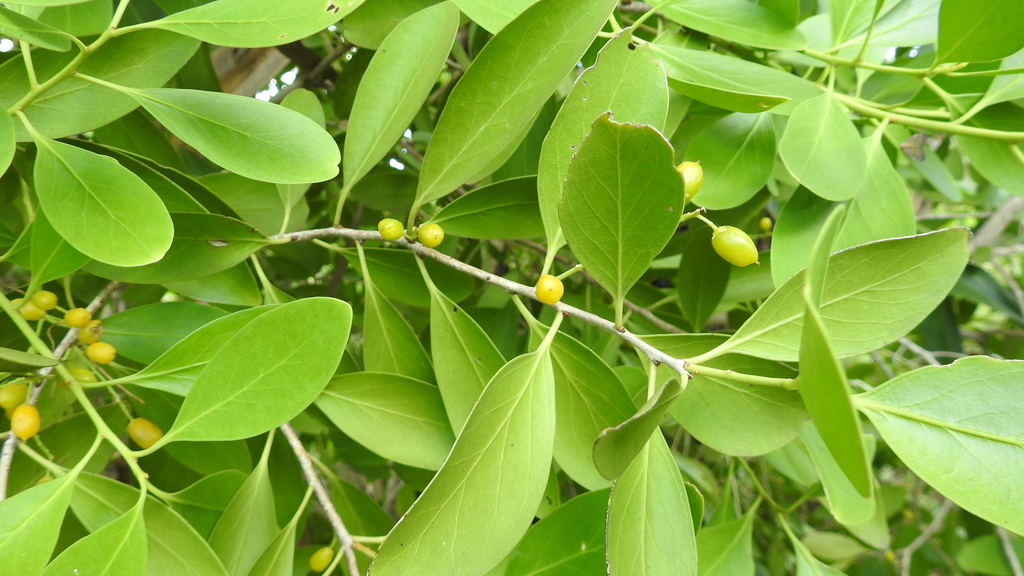 orange boxwood (Logan RE 12.3.7 Flora) · iNaturalist