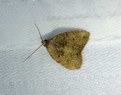 Anachrostis