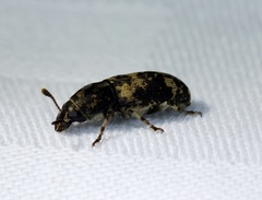 Basitropis nitidicutis