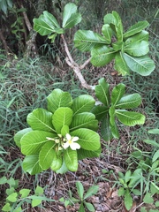 Himatanthus obovatus