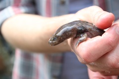 Necturus maculosus