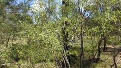 Denhamia cunninghamii