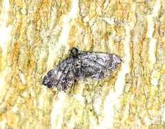 Drosophantis caeruleata