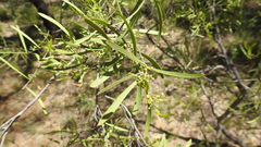 Denhamia cunninghamii