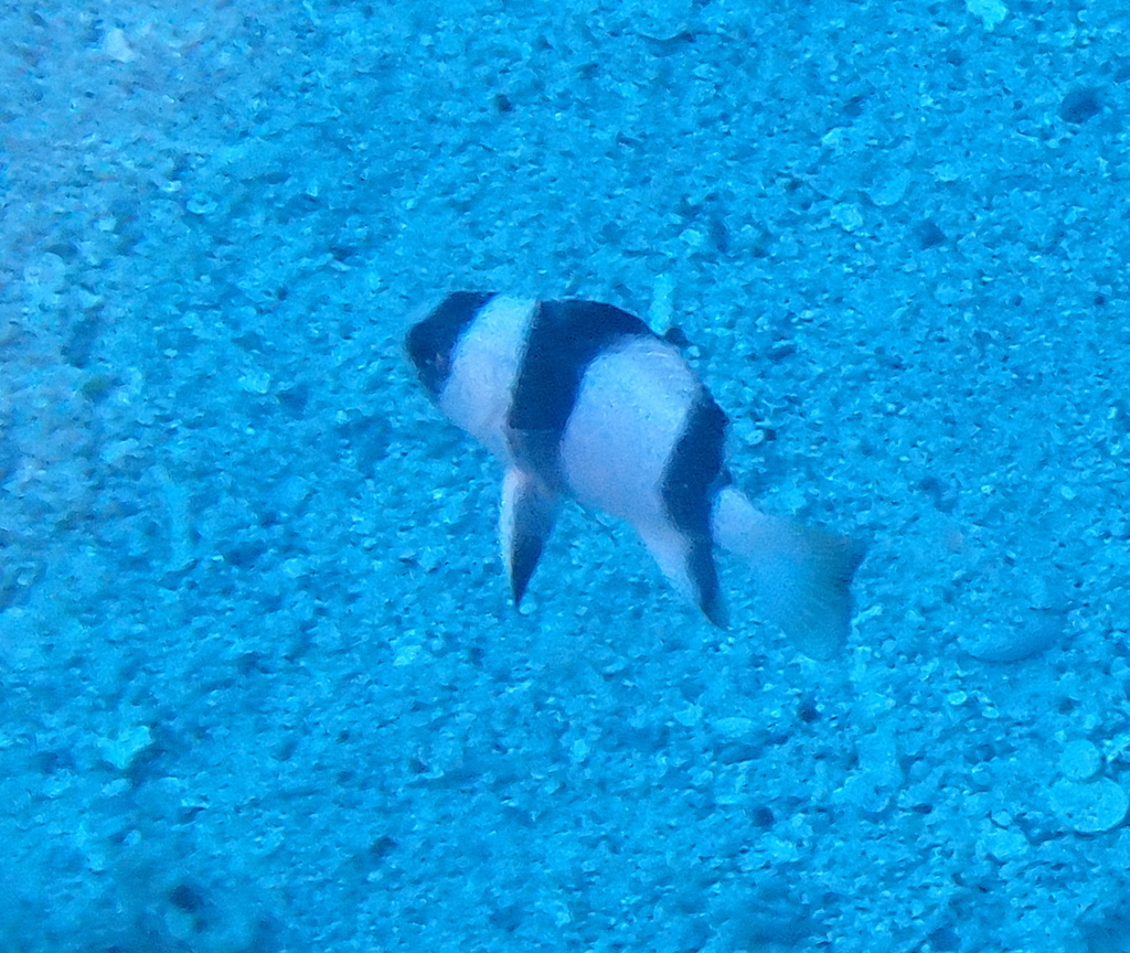 Amblypomacentrus tricinctus
