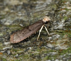 Epichostis