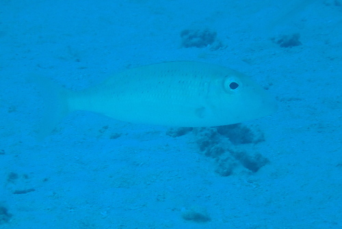 Lethrinus ravus observed 2026-03-07