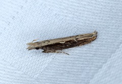 Hypatima spathota