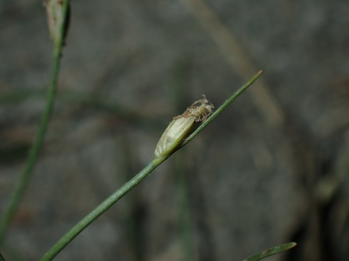 Fuzzy Rush (Fimbristylis polytrichoides)