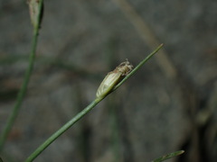 Fimbristylis polytrichoides, photograph (c) chiuluan, some rights reserved (CC BY)