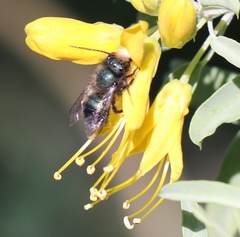 Osmia lignaria propinqua