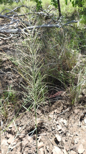 Dinebra polystachyos observed 2020-02-18