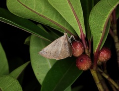 Plesiomorpha punctilinearia