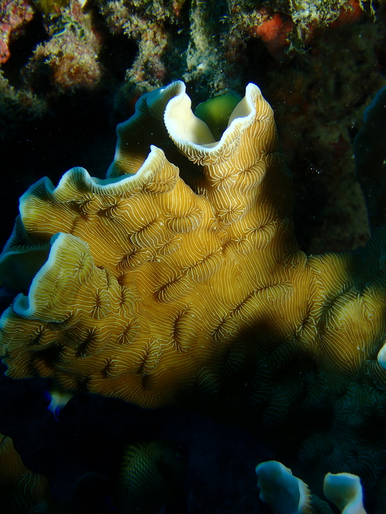 porcelain coral