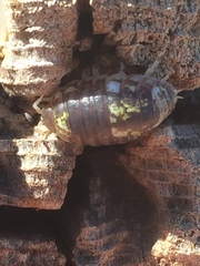 Alloniscus perconvexus