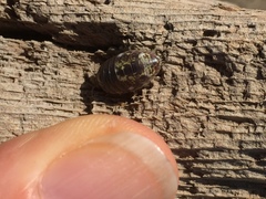 Alloniscus perconvexus