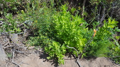Erythranthe cardinalis